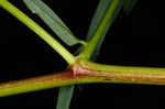 Canadian milkvetch